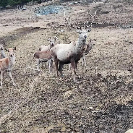 Casuta Bunicilor * Vatra Dornei